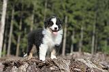 BERGER AUSTRALIEN PUPPIES 009